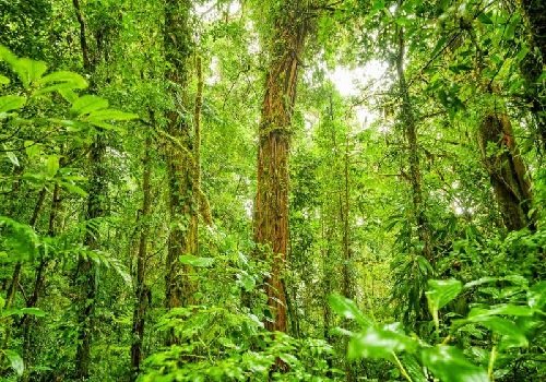 एकल अभियान : प्रकृति व कृषि बचाने की मुहिम प्रारंभ, देश भर में लगाए जाएंगे 25 लाख वृक्ष