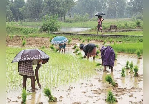 झारखण्ड में इस वर्ष वर्षा की कमी : खरीफ मौसम में लोचदार कृषि अपनाने की आवश्यकता