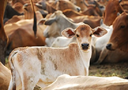 क्या गाय को राष्ट्रीय पशु घोषित किया जाना चाहिए?