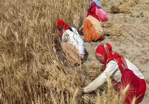 खेती-किसानी/ आखिर राजस्थान में गेहूं की खेती महंगा सौदा क्यों?