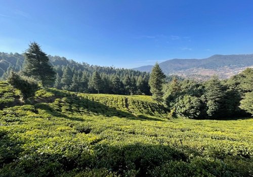 चंपावत : उत्तराखंड का वह अनमोल पर्यटन रत्न, जहाँ प्रकृति आपको बार-बार बुलाती है