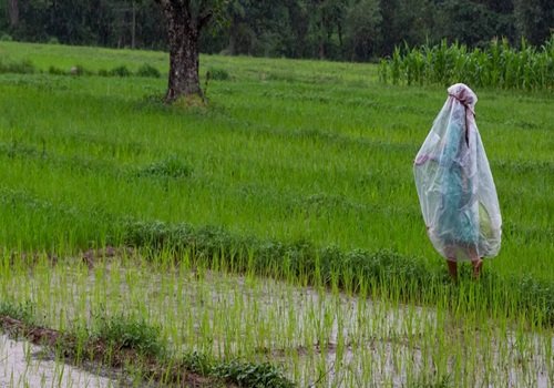 इस मानसून धान की कौन-सी किस्म किसानों को दे सकता है बेहतर मुनाफा?